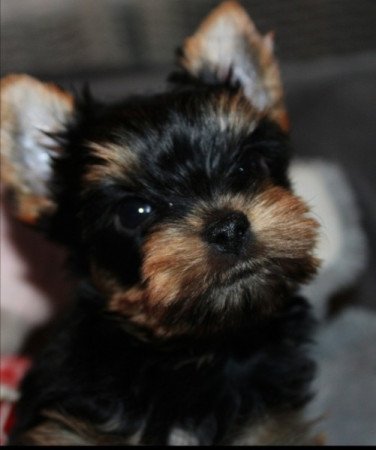 Yorkshire terrier