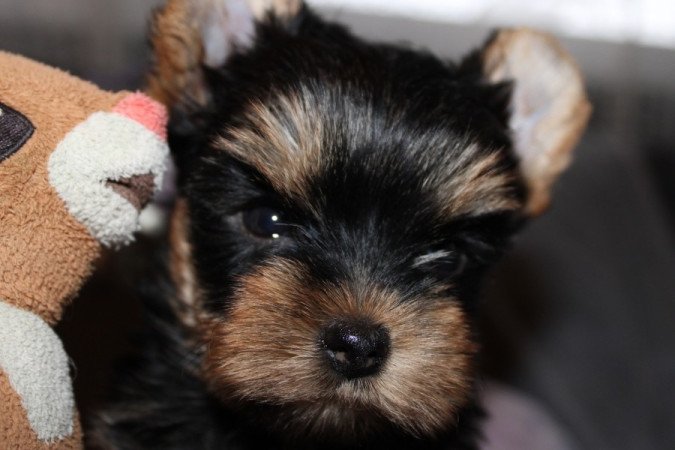 Yorkshire terrier