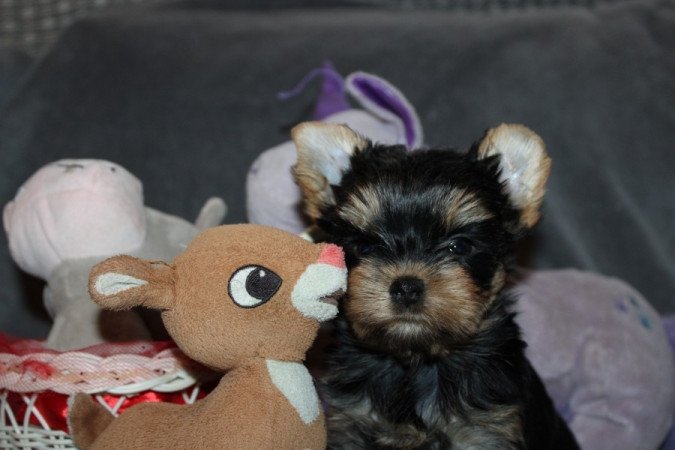 Yorkshire terrier