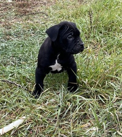 Cane Corso