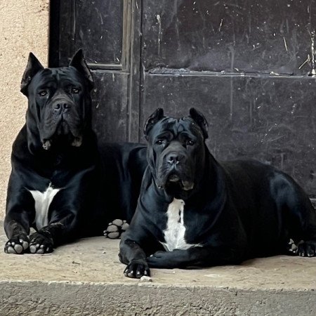 Cane Corso