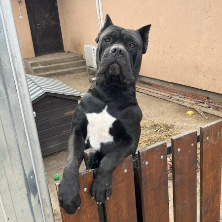 Cane Corso