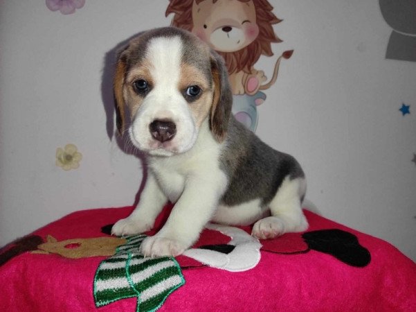 Beagle