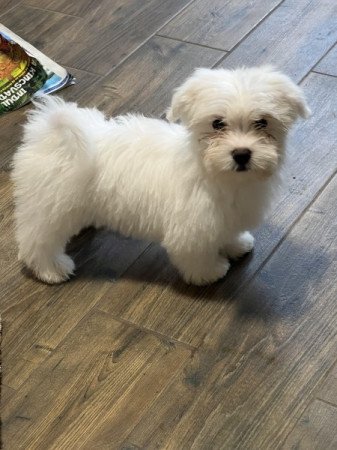 Bichon havanese