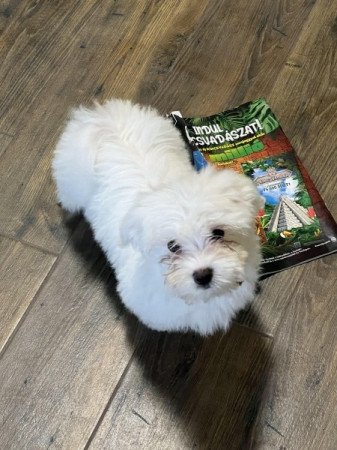 Bichon havanese