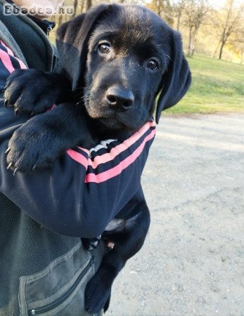 Eladó fekete labrador kölykök