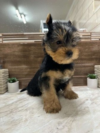 Yorkshire terrier