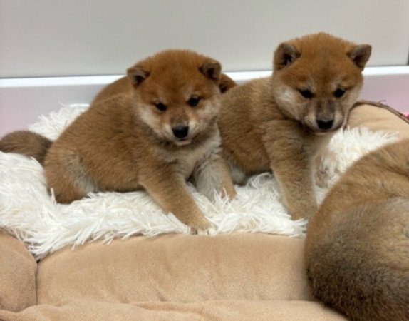 Shiba inu