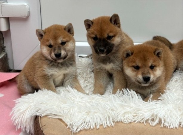 Shiba inu