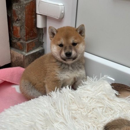 Shiba inu