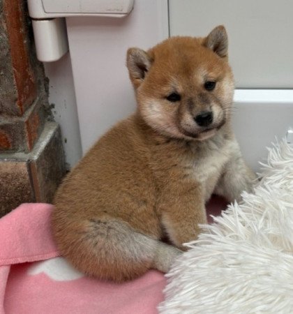 Shiba inu