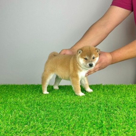 Shiba