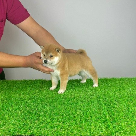 Shiba