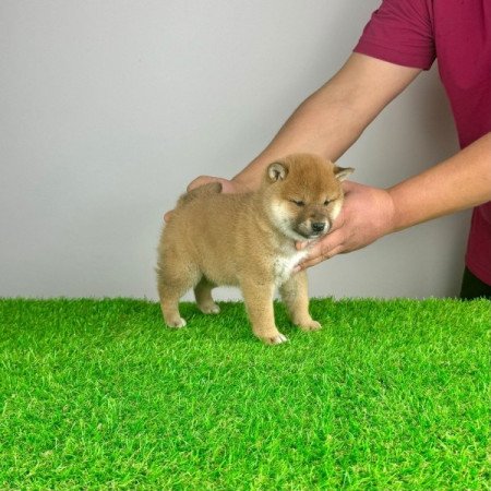 Shiba