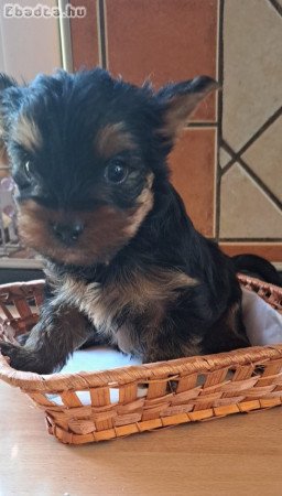 Kan Yorkshire Terrier kiskutya eladó