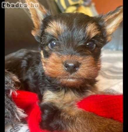 Kan Yorkshire Terrier kiskutya eladó