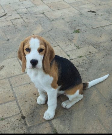 Beagle