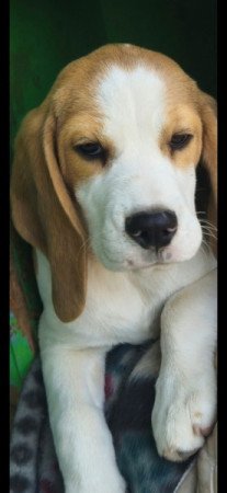 Beagle