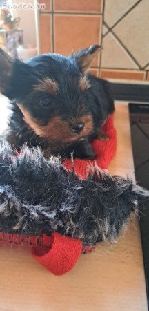 Kan Yorkshire Terrier kiskutya eladó