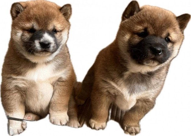 Shiba inu