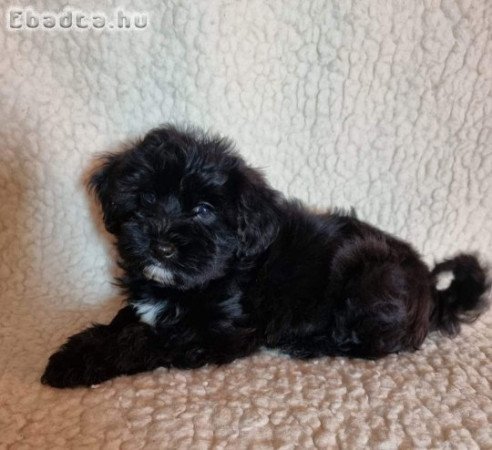 Bishon havanese