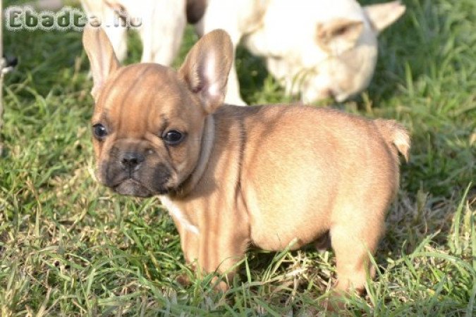 Francia bulldog kisfiú