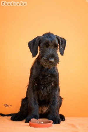 Large Black Schnauzer