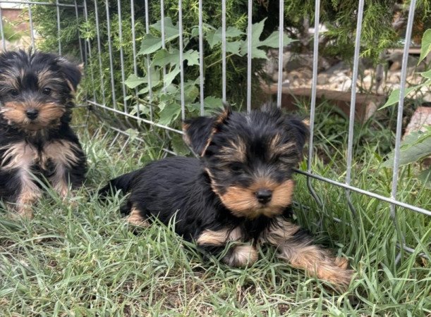 Yorkshire terrier