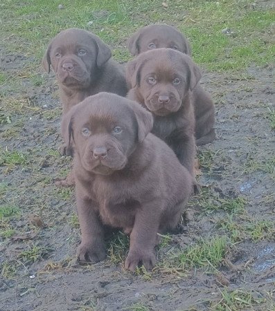 Labrador retriever