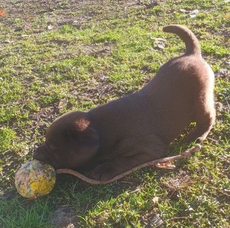 Labrador retriever