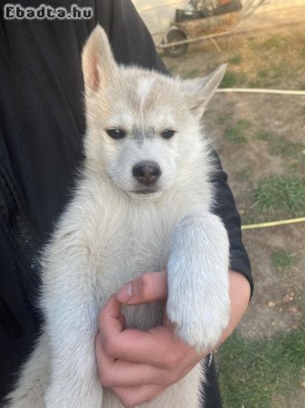 Szibériai Husky kölykök eladók.