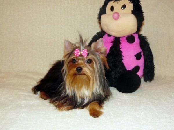 Yorkshire Terrier, Yorki