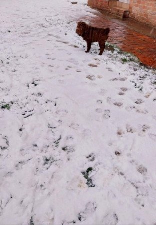 Shar pei sharpei shar-pei