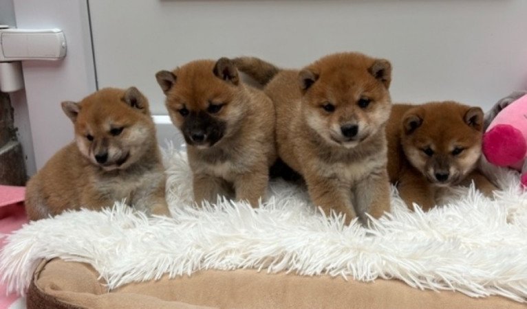 Shiba inu