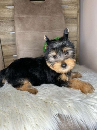 Yorkshire terrier