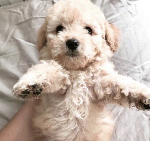 Maltipoo maltai es torpe uszkar