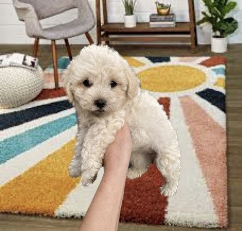 Maltipoo maltai es torpe uszkar