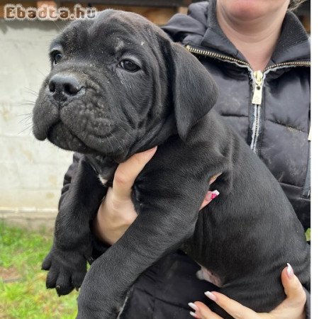 Eladó 9 hetes fajtiszta Cane Corso kölykök