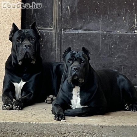 Eladó 9 hetes fajtiszta Cane Corso kölykök