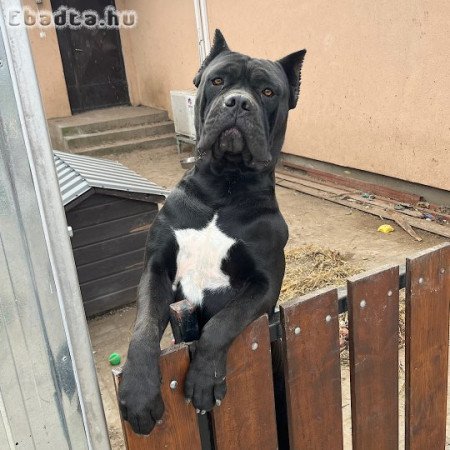 Eladó 9 hetes fajtiszta Cane Corso kölykök