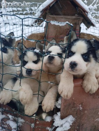 szibériai husky jellegű kiskutyák eladóak