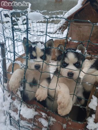 szibériai husky jellegű kiskutyák eladóak