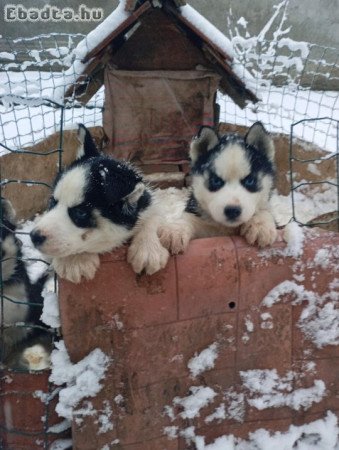 szibériai husky jellegű kiskutyák eladóak