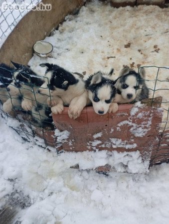 szibériai husky jellegű kiskutyák eladóak