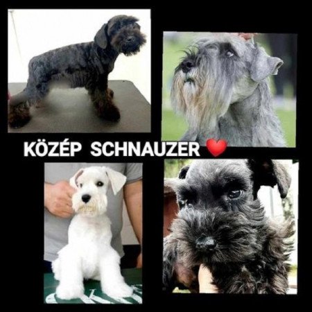 Schnauzer közép és törpe