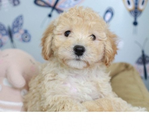 Goldendoodle,Golden retriever,Uszkár