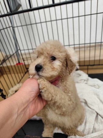 Goldendoodle,Golden retriever,Uszkár