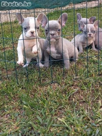 French bulldog puppies