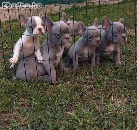 French bulldog puppies