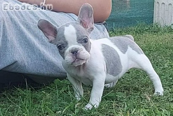 French bulldog puppies